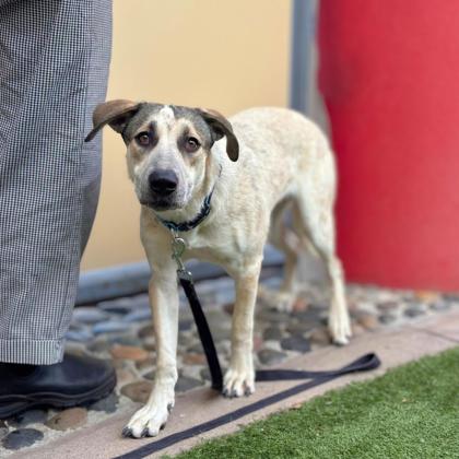 SPARKLY CRYSTAL - Australian Cattle Dog / Mix available for adoption