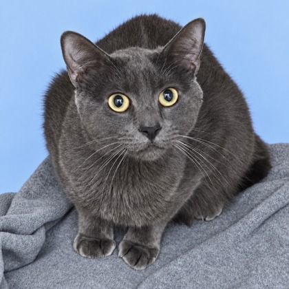 COZY - Domestic Shorthair / Mix available for adoption