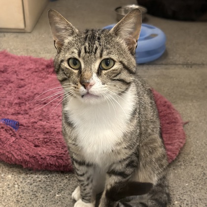 COSMO - Domestic Shorthair / Mix available for adoption