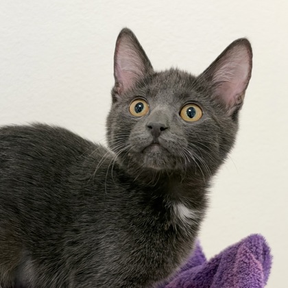 ITSY BITSY - Domestic Shorthair / Mix available for adoption