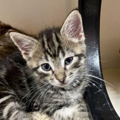 Adopt John - SF SPCA