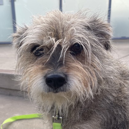 BELLA - Terrier / Mix available for adoption