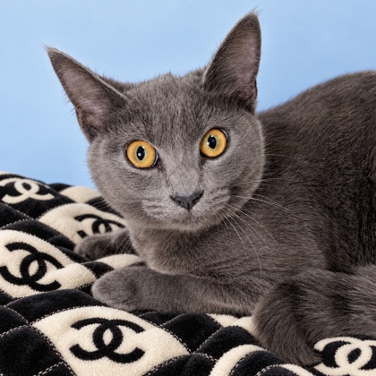 CHANEL - Domestic Shorthair / Mix available for adoption
