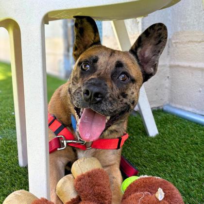 STRIPE - Shepherd / Mix available for adoption