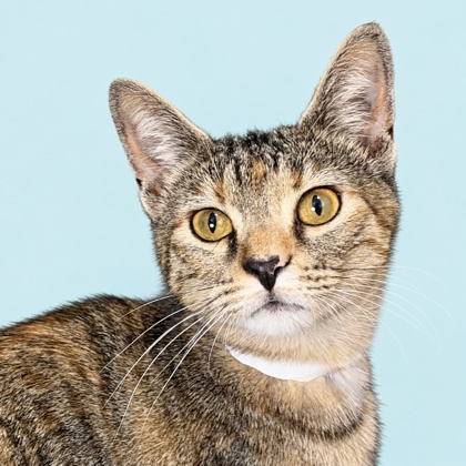 BALLHALLA - Domestic Shorthair / Mix available for adoption