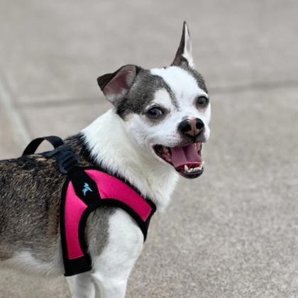 CHEX - Short Coat Chihuahua / Mix available for adoption