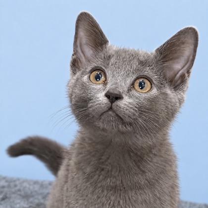 CHINCHILLA - Domestic Shorthair / Mix available for adoption