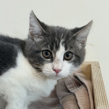 CRISPEN - Domestic Medium Hair / Mix available for adoption