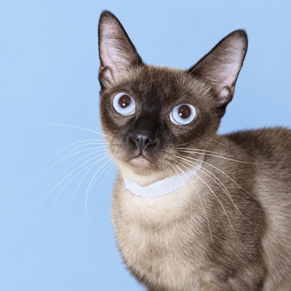 EFFIES - Siamese / Mix available for adoption