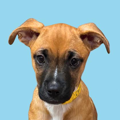 CHARLOTTE - Terrier / Mix available for adoption
