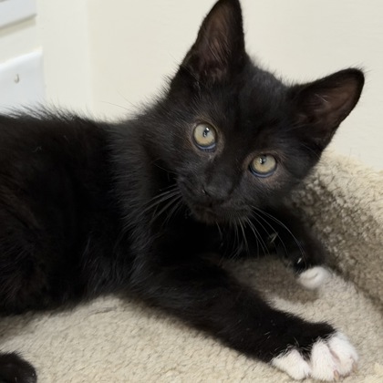 CRANKY DOODLE DONKEY - Domestic Medium Hair / Mix available for adoption
