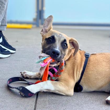 CORN - Shepherd / Mix available for adoption