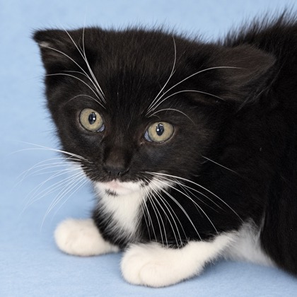 BEAST - Domestic Shorthair / Mix available for adoption
