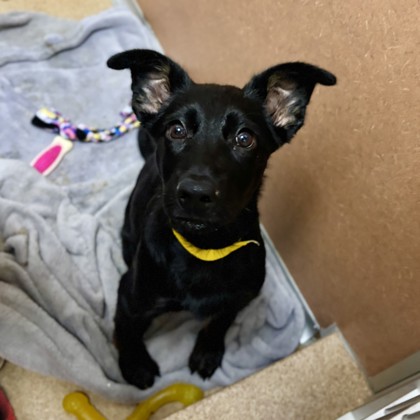 JANELLE SALAUN - Terrier / Mix available for adoption