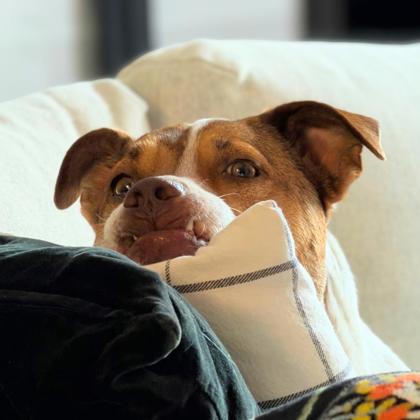 TULIP - Australian Cattle Dog / Mix available for adoption
