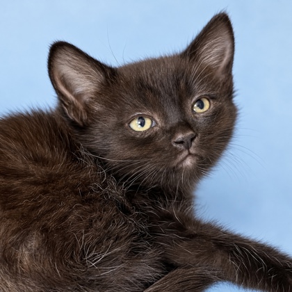 LIL BEAN - Domestic Shorthair / Mix available for adoption