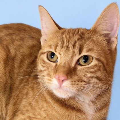 COPITO - Domestic Shorthair / Mix available for adoption