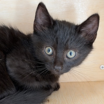 DUNCAN - Domestic Shorthair / Mix available for adoption