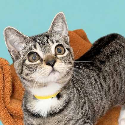 KOA - Domestic Shorthair / Mix available for adoption