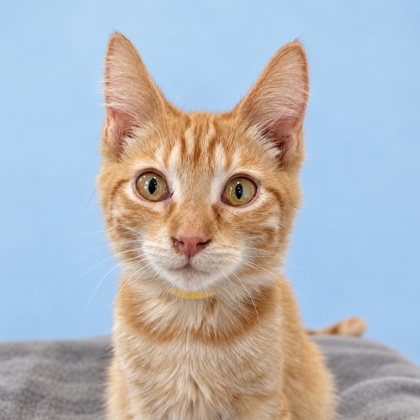 GOLDIE - Domestic Shorthair / Mix available for adoption