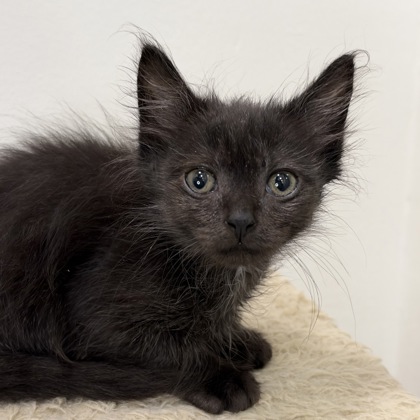 BAT BOY - Domestic Shorthair / Mix available for adoption