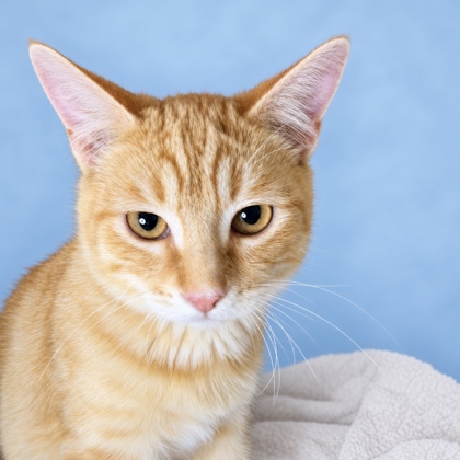 BROOMSTICK - Domestic Shorthair / Mix available for adoption