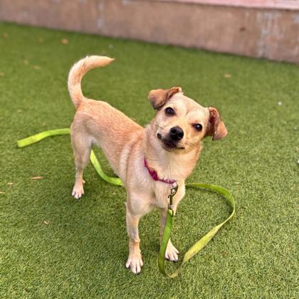 MAYA - Short Coat Chihuahua / Mix available for adoption