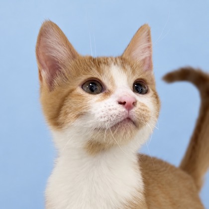 BUG - Domestic Shorthair / Mix available for adoption