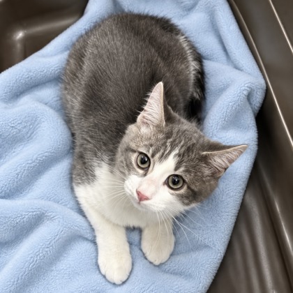CRISPEN - Domestic Medium Hair / Mix available for adoption
