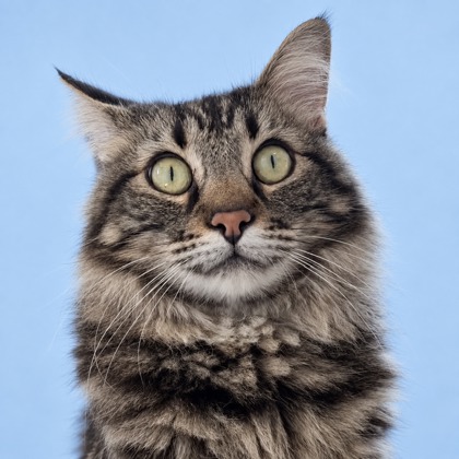 HENNESSY - Domestic Medium Hair / Mix available for adoption