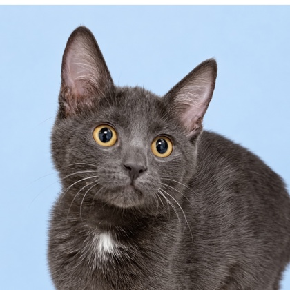 ITSY BITSY - Domestic Shorthair / Mix available for adoption