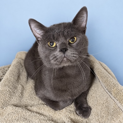 ASPEN - Domestic Shorthair / Mix available for adoption