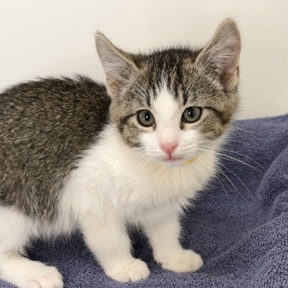 KAILA CHARLES - Domestic Shorthair / Mix available for adoption