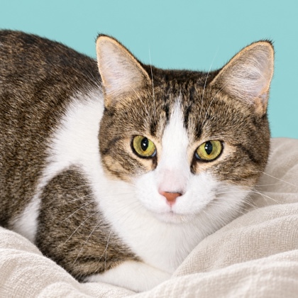 DEMETRIO - Domestic Shorthair / Mix available for adoption