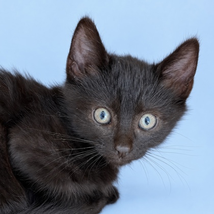 DUNCAN - Domestic Shorthair / Mix available for adoption