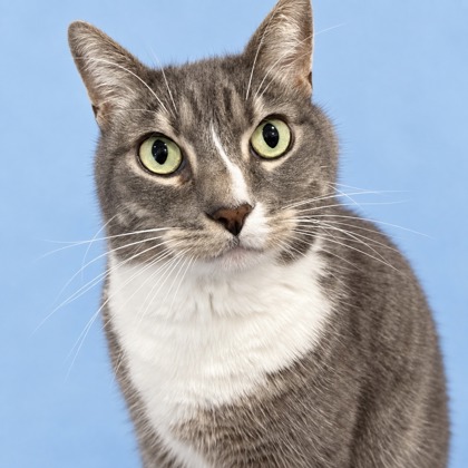 RUKUS - Domestic Shorthair / Mix available for adoption