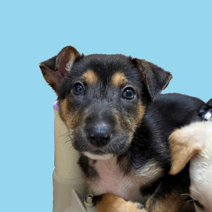 PAPARAZZI - Shepherd / Mix available for adoption