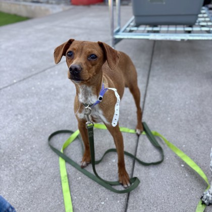 CHERRY - Short Coat Chihuahua / Mix available for adoption
