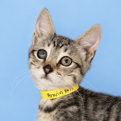 ARWIN - Domestic Shorthair / Mix available for adoption