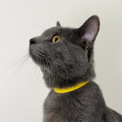 ASH - Domestic Shorthair / Mix available for adoption