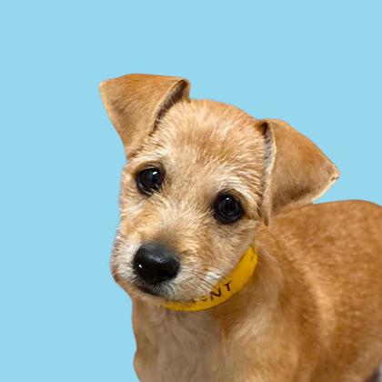 VINCENT - Terrier / Mix available for adoption
