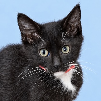 BART - Domestic Shorthair / Mix available for adoption