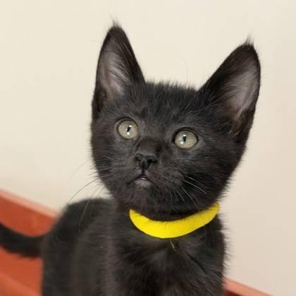 BANSHEE - Domestic Shorthair / Mix available for adoption