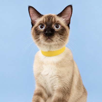 DIEGO - Domestic Shorthair / Mix available for adoption
