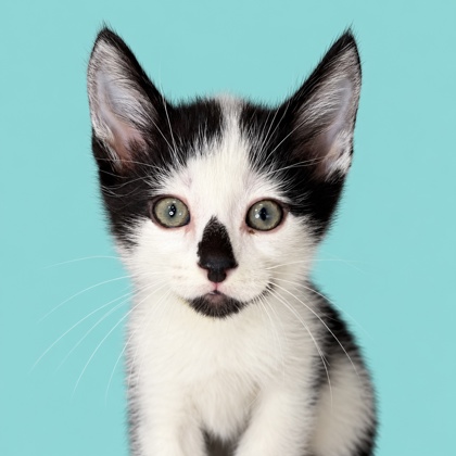 CLAUDE - Domestic Shorthair / Mix available for adoption