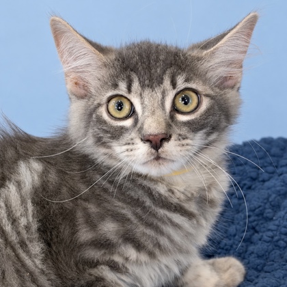 BRIAN - Domestic Shorthair / Mix available for adoption