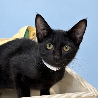 LEO - Domestic Shorthair / Mix for adoption in San Francisco
