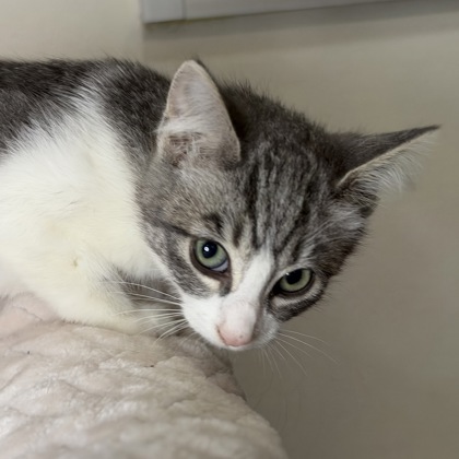 CECILIA ZANDALASINI - Domestic Shorthair / Mix available for adoption