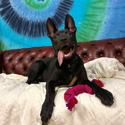 LITTLE BISCUIT - Shepherd / Mix available for adoption