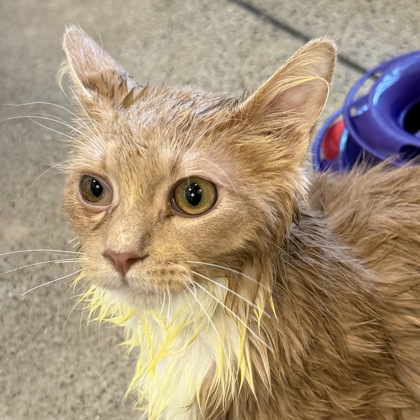 BUTTERSCOTCH - Domestic Shorthair / Mix available for adoption